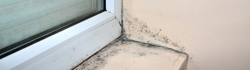 Schimmel Am Fenster Wie Entsteht Er Was Kann Man Dagegen Tun